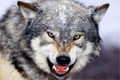What if the Wolf Snarls?